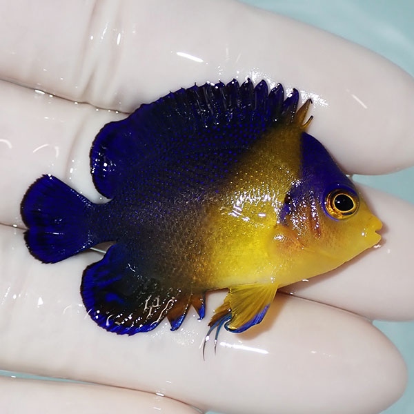 【現物14】スミレヤッコ 5cm±! 海水魚 ヤッコ 15時までのご注文で当日発送(t111
