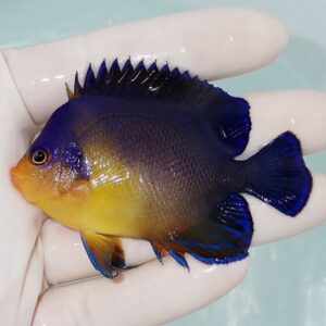 Small tropical fish with deep blue body and yellow face, being held in a gloved hand in water.