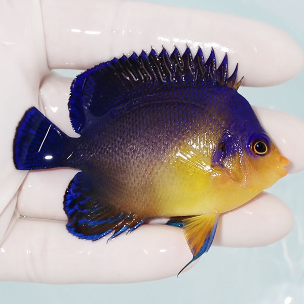 【現物15】スミレヤッコ 7cm±! 海水魚 ヤッコ 15時までのご注文で当日発送(t111