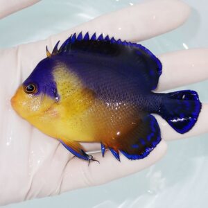 Small tropical fish with deep blue upper body and yellow-orange belly held in a gloved hand over clear water.