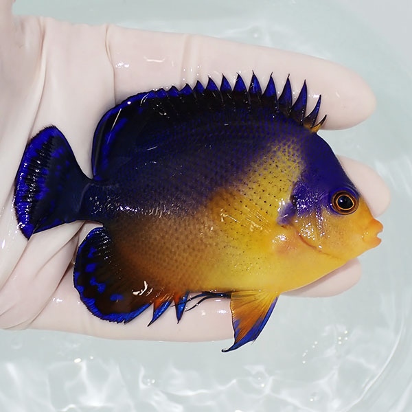 【現物16】スミレヤッコ 9cm±! 海水魚 ヤッコ 15時までのご注文で当日発送(t111