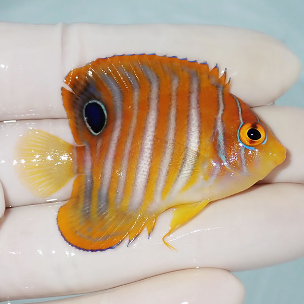 【現物1】ニシキヤッコ 5.5cm±!海水魚 ヤッコ15時までのご注文で当日発送(t111(t207