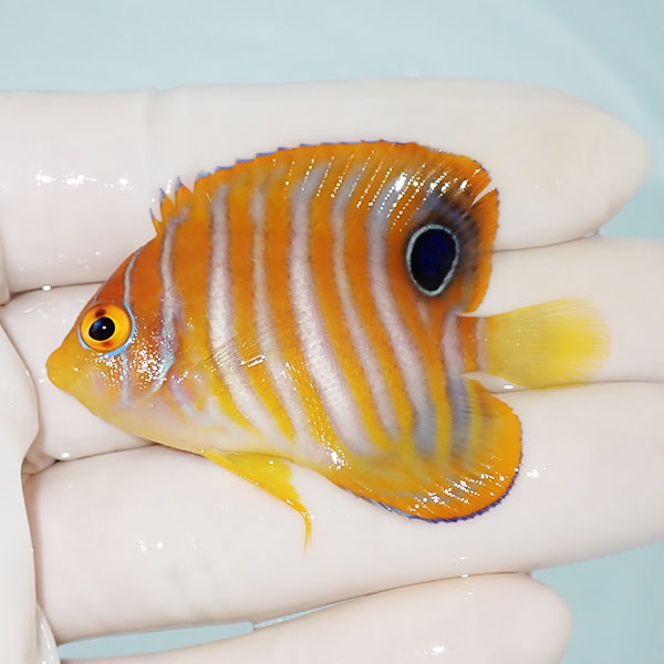 【現物1】ニシキヤッコ 5.5cm±!海水魚 ヤッコ15時までのご注文で当日発送(t111(t207