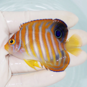 irm-000-1412253953 - AQUAGIFT 用品ショップ Orange tropical fish with blue vertical stripes and yellow fins held in a hand over water.