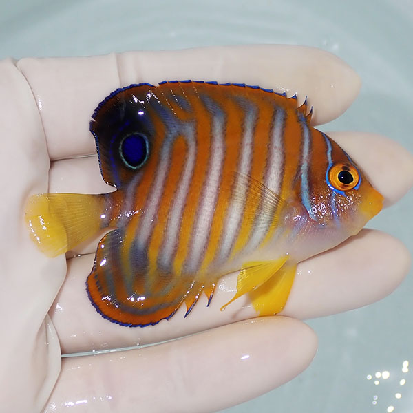 【現物2】ニシキヤッコ 7cm±!海水魚 ヤッコ15時までのご注文で当日発送(t111(t207