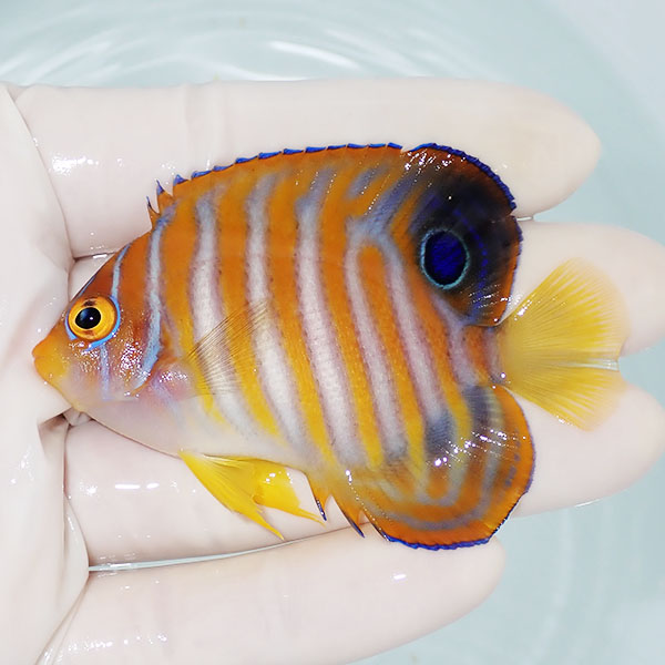 【現物2】ニシキヤッコ 7cm±!海水魚 ヤッコ15時までのご注文で当日発送(t111(t207