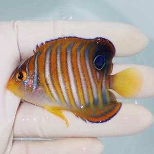 irm-000-1412254060 - AQUAGIFT 用品ショップ Small tropical fish with orange body and blue vertical stripes, yellow tail, held between gloved fingers.