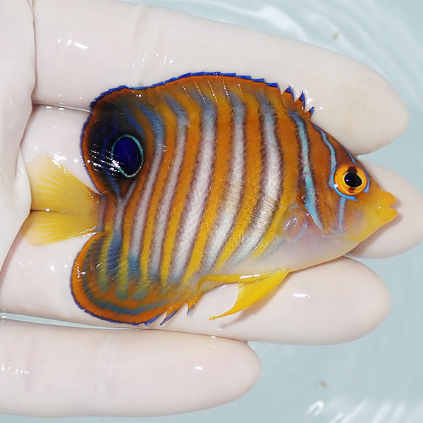 【現物3】ニシキヤッコ 7cm±!海水魚 ヤッコ15時までのご注文で当日発送(t111(t207