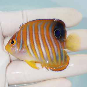 Small tropical fish with an orange body and blue vertical stripes held between gloved fingers, with a yellow tail.