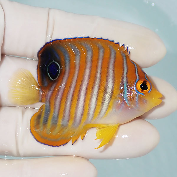 【現物4】ニシキヤッコ 6cm±!海水魚 ヤッコ15時までのご注文で当日発送(t111(t207