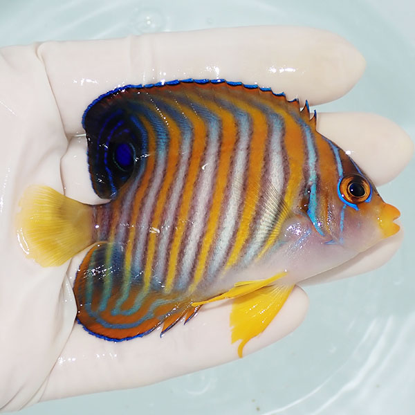 【現物5】ニシキヤッコ 8.5cm±!海水魚 ヤッコ15時までのご注文で当日発送(t111(t207