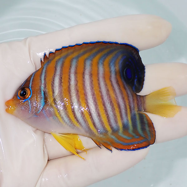 【現物5】ニシキヤッコ 8.5cm±!海水魚 ヤッコ15時までのご注文で当日発送(t111(t207