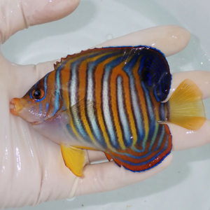 Colorful striped tropical fish with blue and orange bands and yellow fins, held in a gloved hand over a pale tank background.
