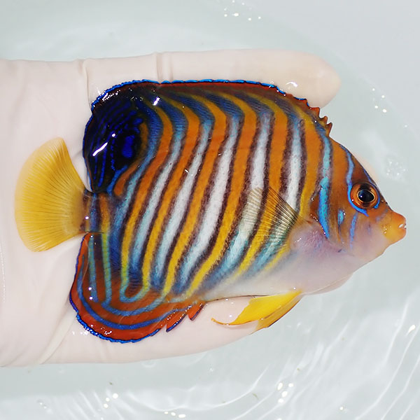 【現物6】ニシキヤッコ 11cm±!海水魚 ヤッコ15時までのご注文で当日発送(t111(t207