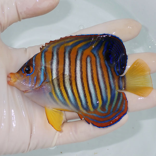 【現物6】ニシキヤッコ 11cm±!海水魚 ヤッコ15時までのご注文で当日発送(t111(t207