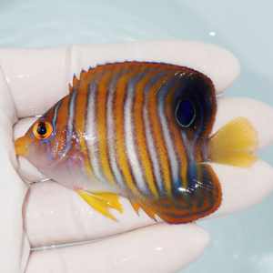 Small tropical fish with orange, yellow, and blue vertical stripes being gently held in a gloved hand.