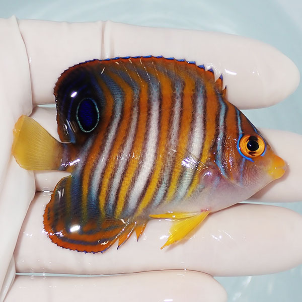 【現物7】ニシキヤッコ 7cm±!海水魚 ヤッコ15時までのご注文で当日発送(t111(t207
