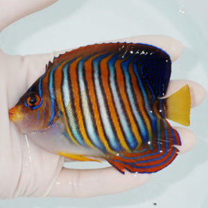 Small tropical fish with bright blue and orange vertical stripes and a yellow tail being held in a gloved hand.