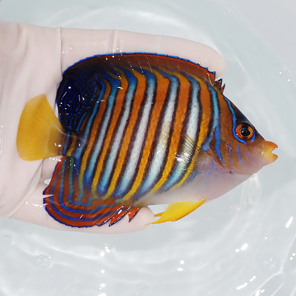 【現物8】ニシキヤッコ 11cm±!海水魚 ヤッコ15時までのご注文で当日発送(t111(t207