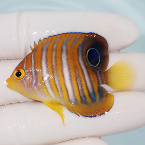 Small tropical butterflyfish with orange body and vertical white and blue stripes, blue-rimmed eye, and yellow tail held on a gloved hand.