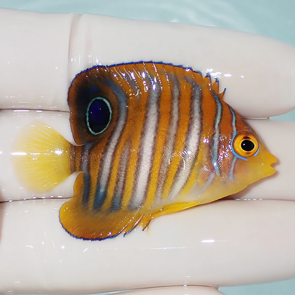 【現物9】ニシキヤッコ 5.2cm±!海水魚 ヤッコ15時までのご注文で当日発送(t111(t207