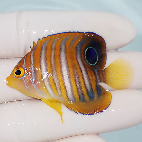 【現物9】ニシキヤッコ 5.2cm±!海水魚 ヤッコ15時までのご注文で当日発送(t111(t207
