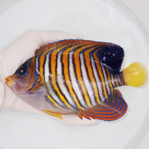 irm-000-1412254477 - AQUAGIFT 用品ショップ Colorful striped tropical fish held in a gloved hand above a white basin, showing orange, white, blue stripes and a yellow tail