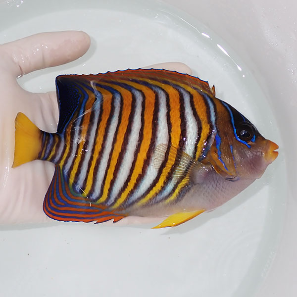 【現物10】特大 ニシキヤッコ 18cm±!海水魚 ヤッコ15時までのご注文で当日発送(t111(t207