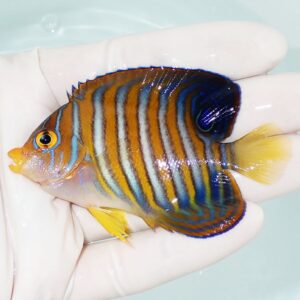 Small tropical angelfish with blue and orange vertical stripes, yellow fins, held in a gloved hand.