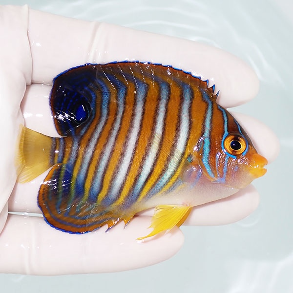 【現物11】ニシキヤッコ 7.5cm±!海水魚 ヤッコ15時までのご注文で当日発送(t111(t207