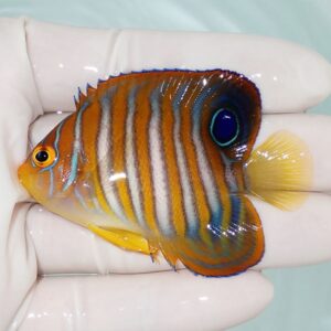 Small tropical fish with an orange body and vertical blue-and-white stripes, yellow tail, and a blue-rimmed eye held in a gloved hand.