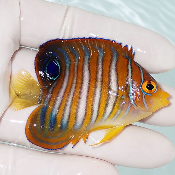 【現物12】ニシキヤッコ 6.5cm±!海水魚 ヤッコ15時までのご注文で当日発送(t111(t207