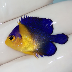 Small tropical fish with bright electric-blue dorsal and tail fins, and a yellow head and belly, resting on a white gloved hand.