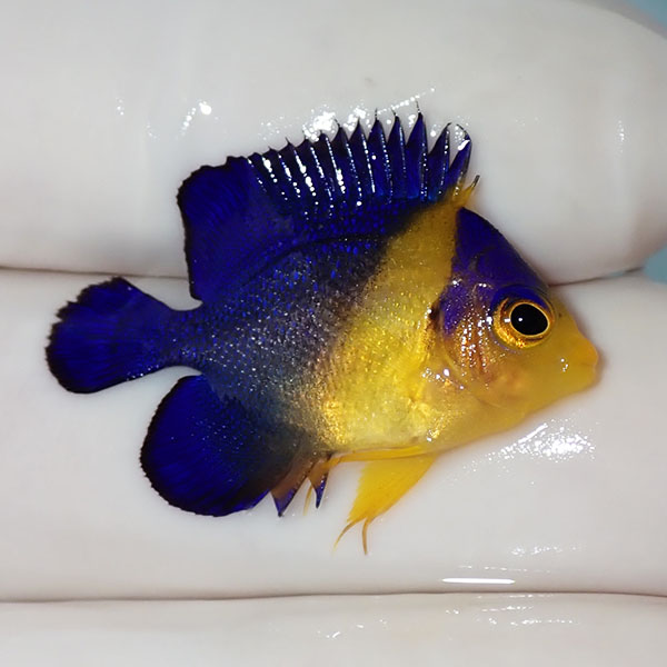 【現物2】スミレヤッコ 2.8cm±! 海水魚 ヤッコ 15時までのご注文で当日発送(t111