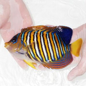 Colorful striped tropical reef fish being held gently in a person's hands over clear water.
