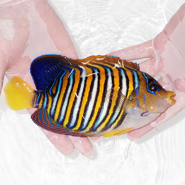 【現物18】背びれ奇形 ニシキヤッコBIG 19cm±!海水魚 ヤッコ15時までのご注文で当日発送(t111(t207