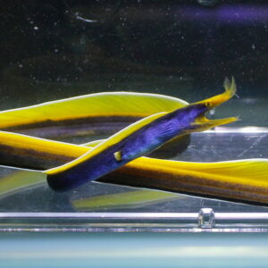 Bright purple-blue eel with yellow edges resting on the glass of an aquarium tank.