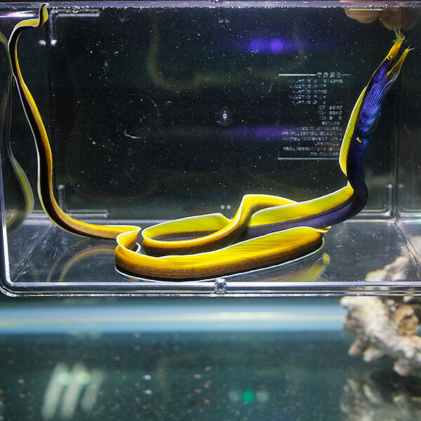 ブルーリボンイール（ハナヒゲウツボ）!海水魚 ウツボ 15時までのご注文で当日発送【ウツボ】