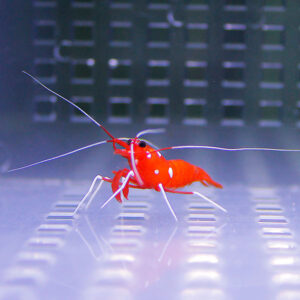 Red freshwater shrimp crawling on a reflective surface, orange body with white spots and long antennae in an aquarium setting.