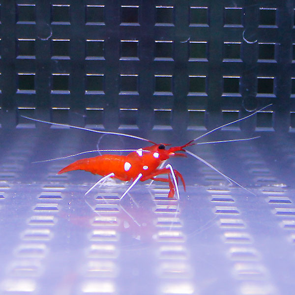 ホワイトソックス 2-3cm± ベビー 海水魚 エビ!【15時までのご注文で当日発送】(t129