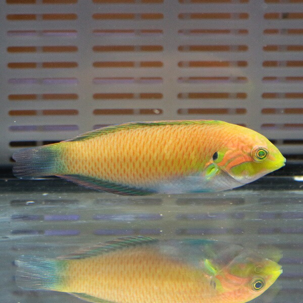 ウスバノドグロベラ 6-8cm±! 海水魚 ベラ  状態良好 餌付け15時までのご注文で当日発送(t122