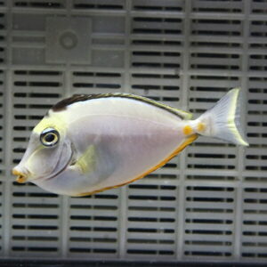 Pale pinkish-white fish with a yellow-edged tail swimming in a gray aquarium grid background.