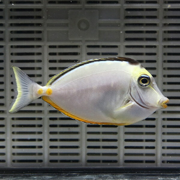 ミヤコテングハギ 8-10cm±! 海水魚 ハギ 15時までのご注文で当日発送【ハギ】(t119