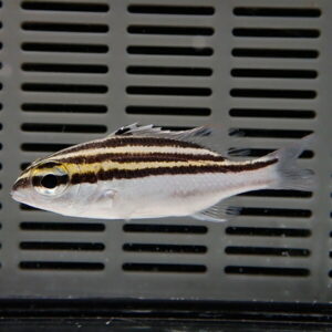 Small striped fish with black and gold stripes against a gray vented background (aquarium).