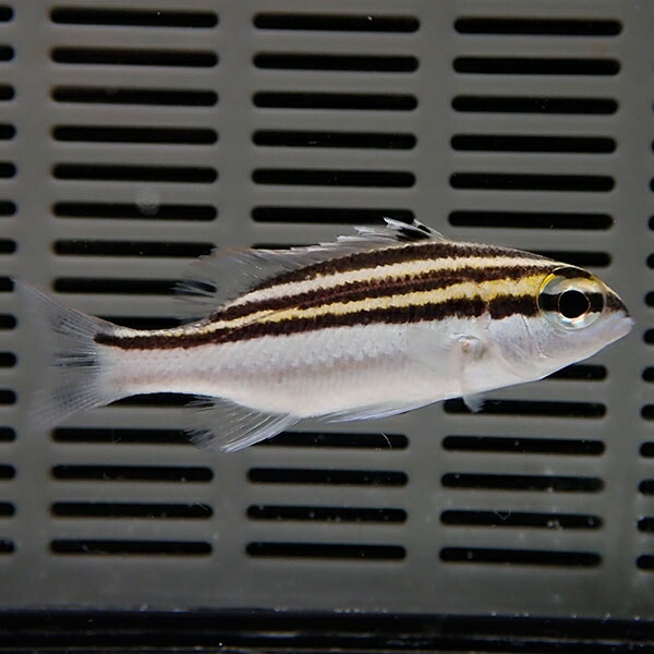フタスジタマガシラ 5-7cm±! 海水魚 イトヨリダイ 15時までのご注文で当日発送【イトヨリダイ】