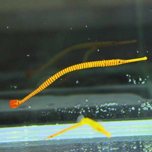 Orange striped pipefish swimming in an aquarium with bubbles and a reflective surface below.