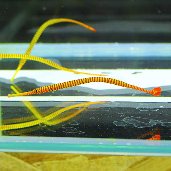 メニイリングド・パイプフィッシュ ! 海水魚 ヨウジウオ 15時までのご注文で当日発送【PHセール対象】(t123