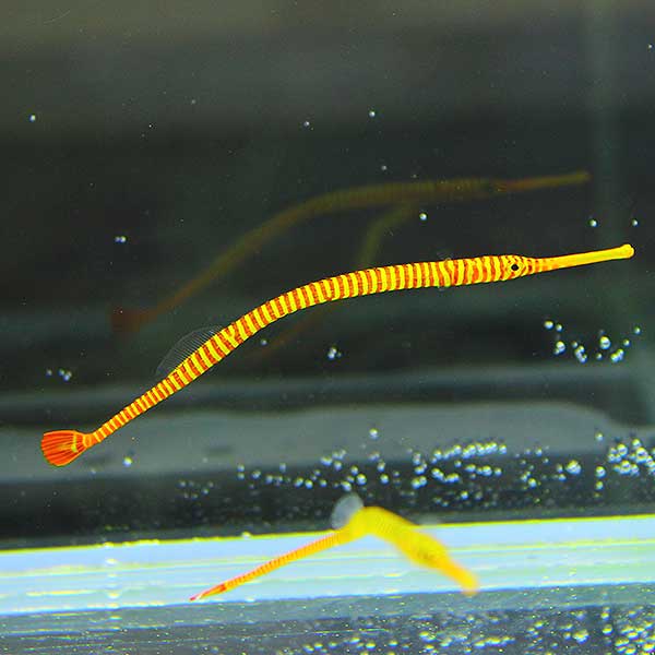 メニイリングド・パイプフィッシュ ! 海水魚 ヨウジウオ 15時までのご注文で当日発送【PHセール対象】(t123