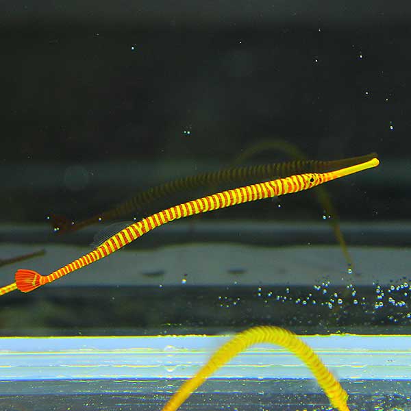 メニイリングド・パイプフィッシュ 【2匹】! 海水魚  15時までのご注文で当日発送【ヨウジウオ】(t123