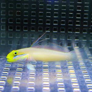 Bright yellow fish with pink markings swimming in a blue-tinted tank with a perforated grid background.